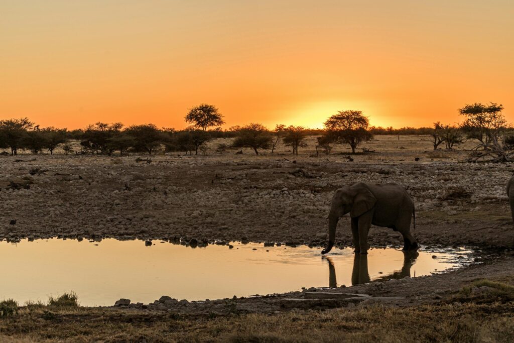 A majestic African elephant at a waterhole during a vibrant sunset in the savanna.